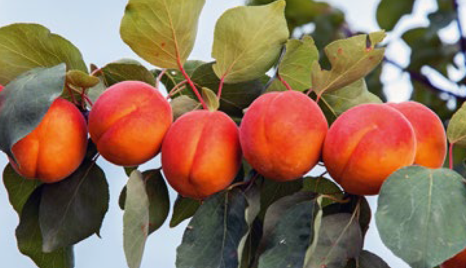 Nouvelle version d'Arbokost pour les abricots bio