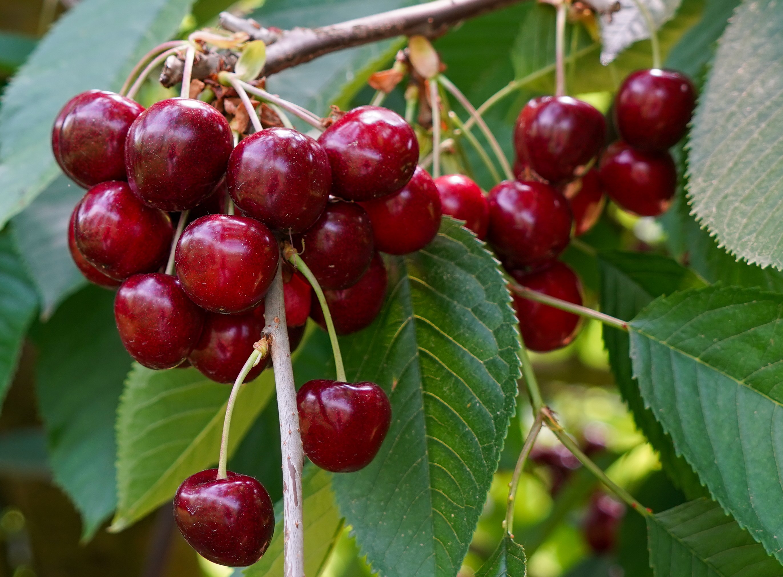 Programme "durabilité des fruits" - davantage de durabilité pour les cerises et pruneaux suisses