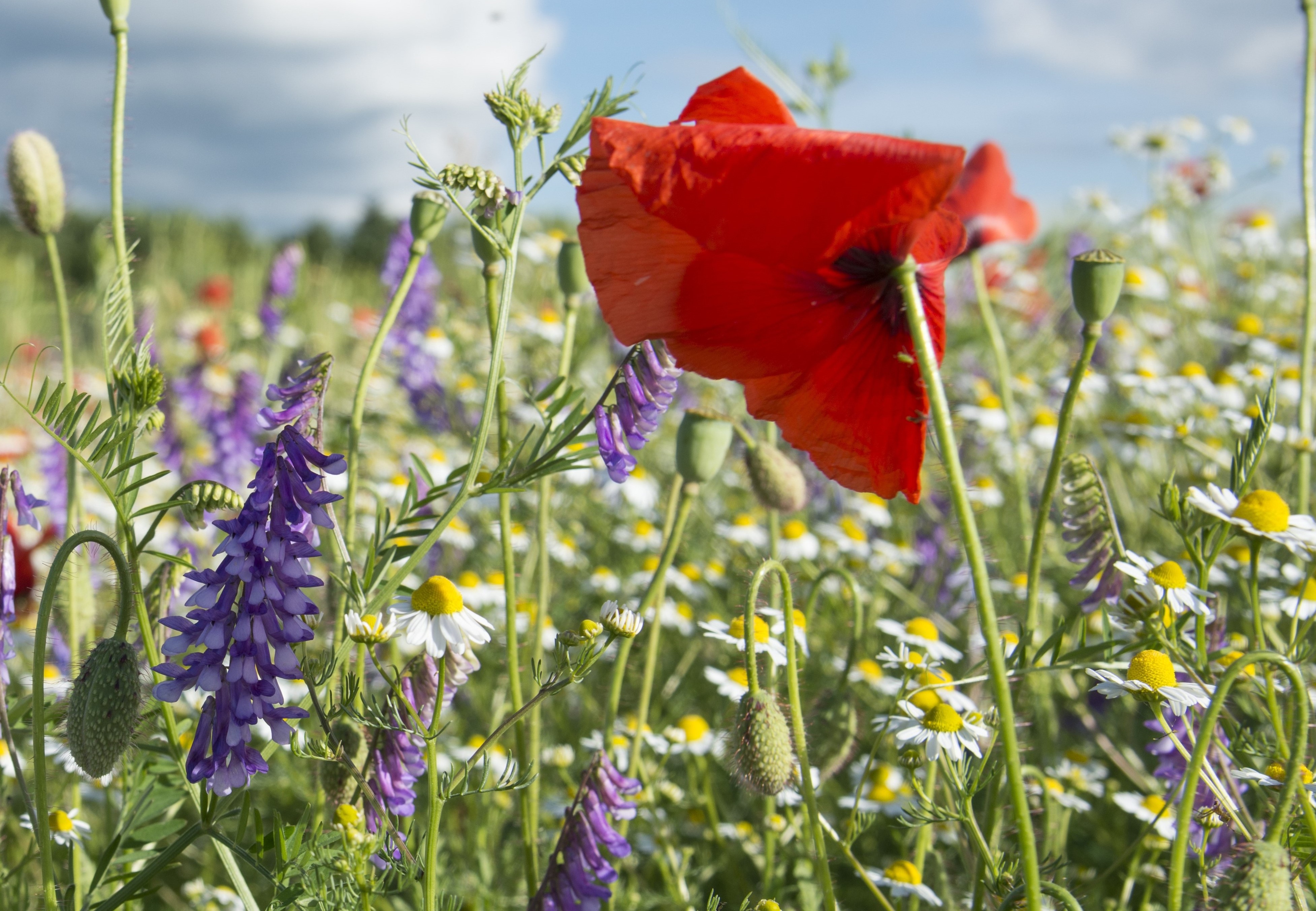 Effet de la proportion de surface de promotion de la biodiversité des espèces d'une exploitation