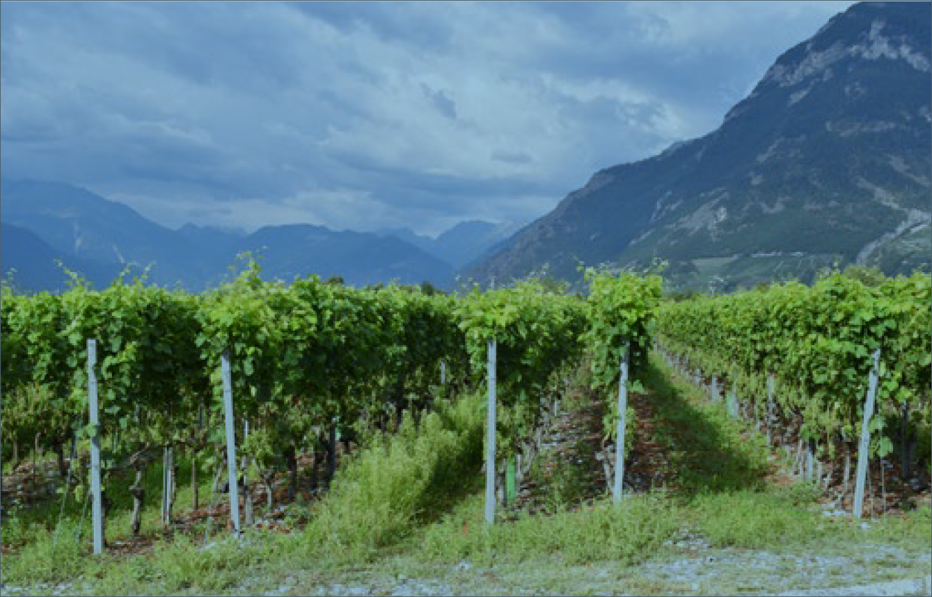 Efficacité du pyraflufen-éthyl contre les adventices en viticulture