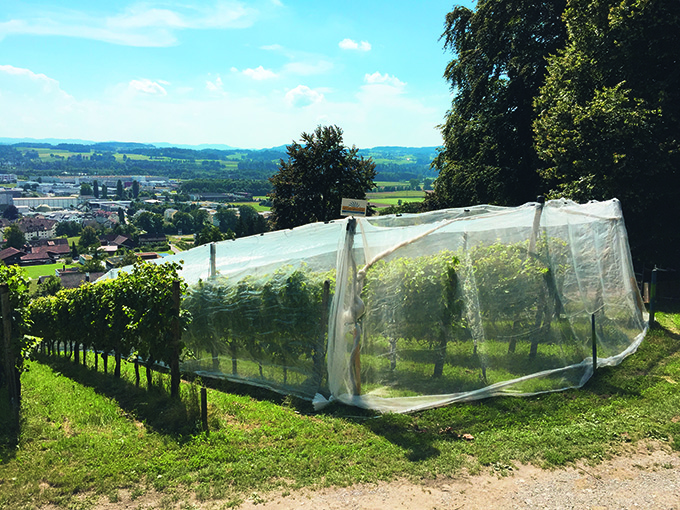 Nets against Drosophila suzukii in viticulture