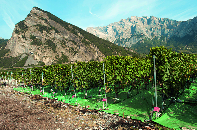 Influence of Water Supply on Vine Behaviour and Pinot Noir Wine Quality: Assessment of an Irrigation Trial in Leytron (Canton of Valais)