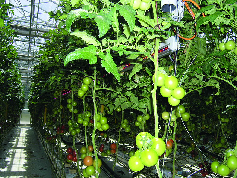 LED interlighting in tomato crop on substrate