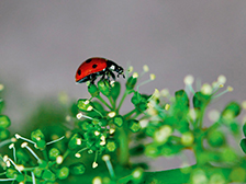 Evaluation of the non intentional effects of Spinosad on ladybirds and lacewings in viticulture
