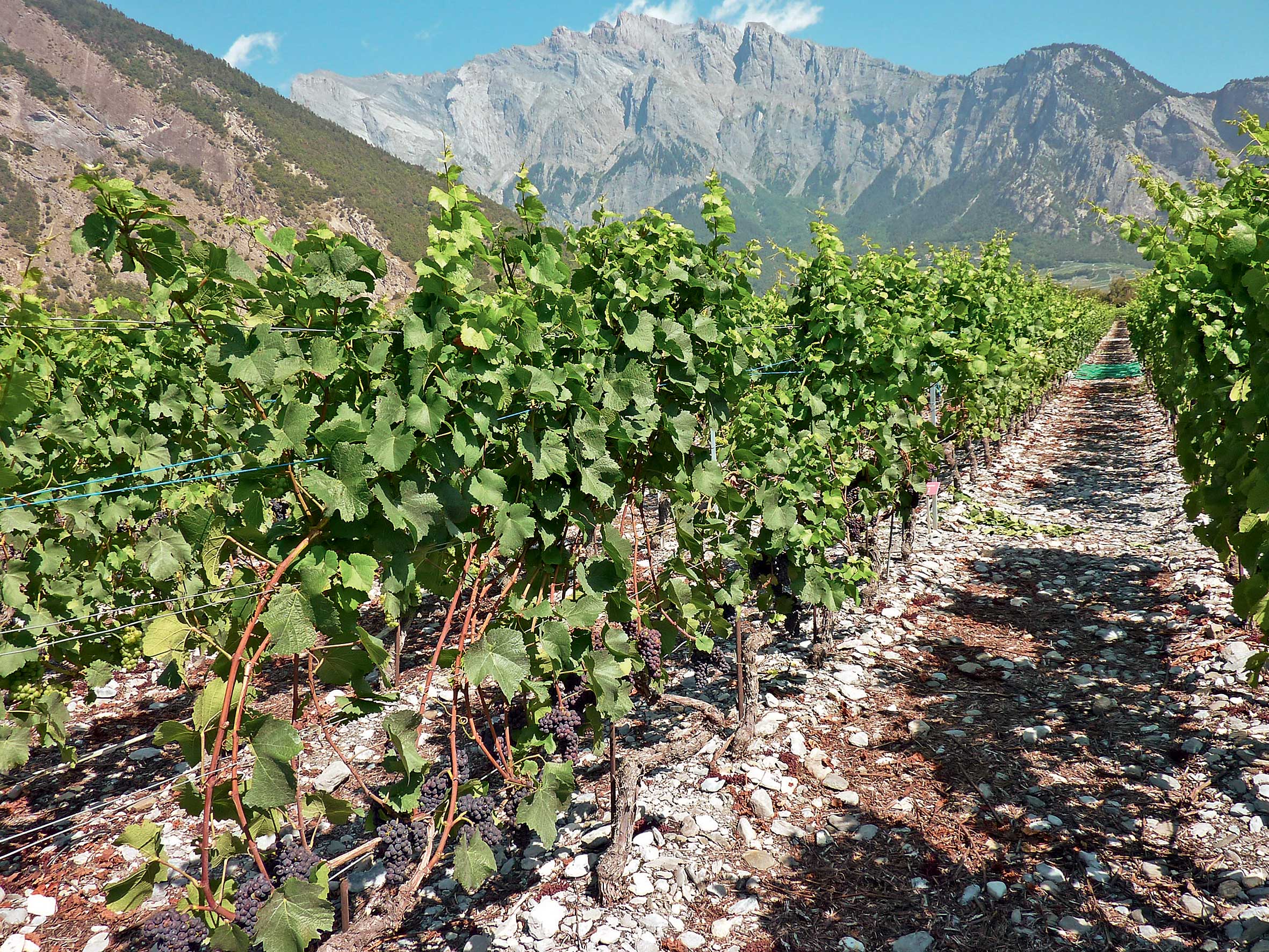 Influence du porte-greffe sur le comportement du Pinot noir dans les conditions du Valais central