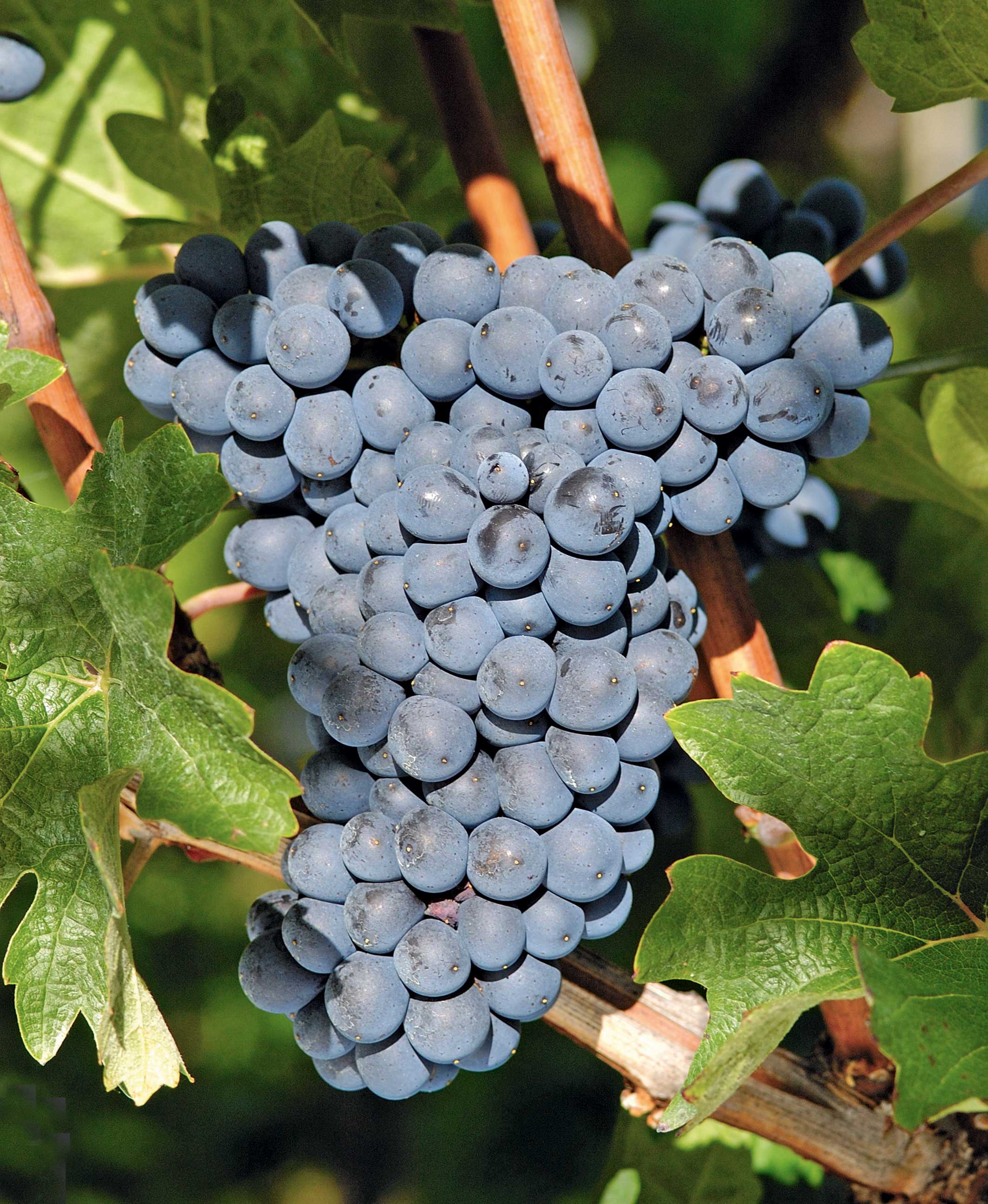 Amélioration de la qualité des raisins rouges par passerillage sur souche: essais sur Carminoir au Tessin