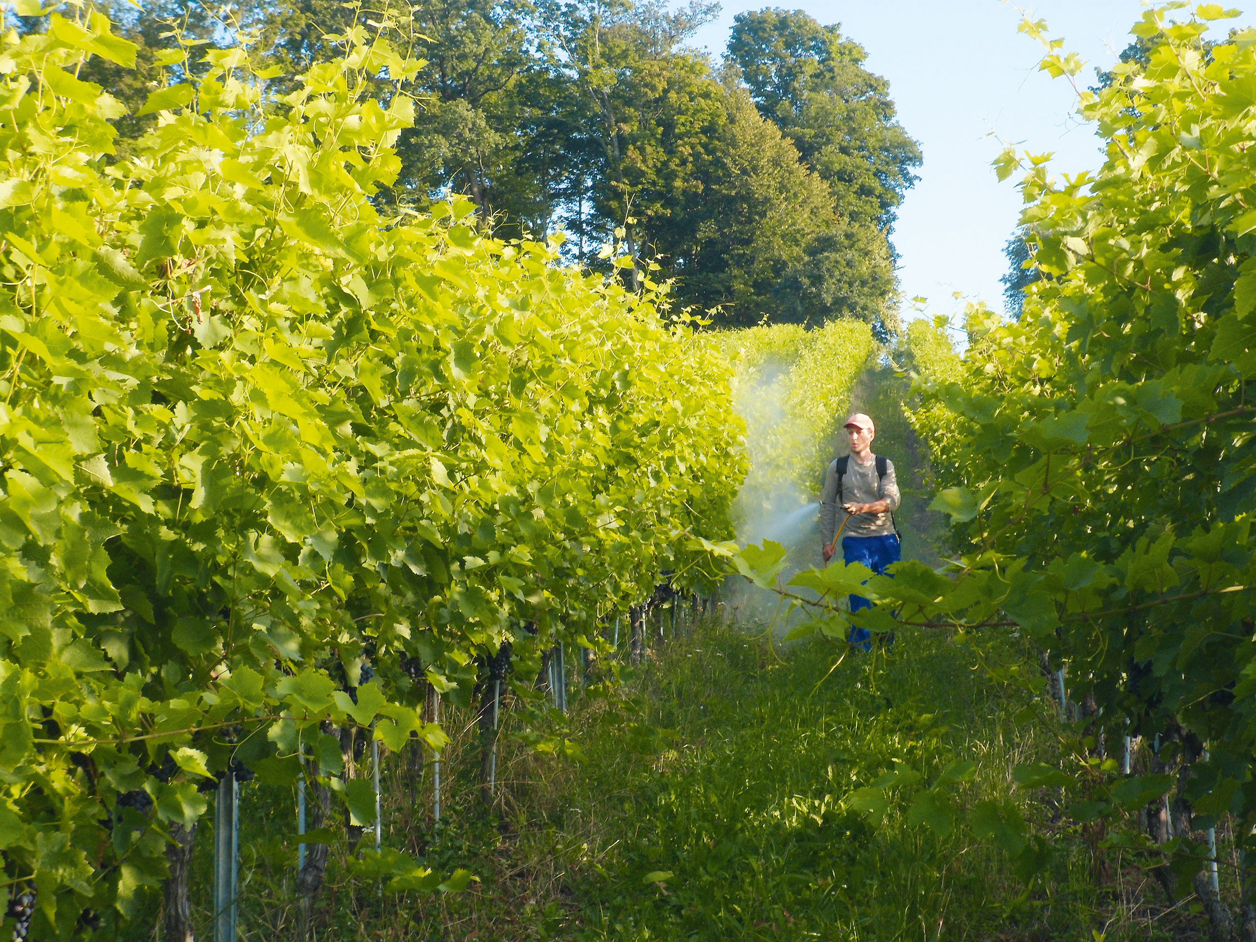 Complémentation foliaire azotée du cépage Vitis vinifera Gamaret dans le canton de Vaud