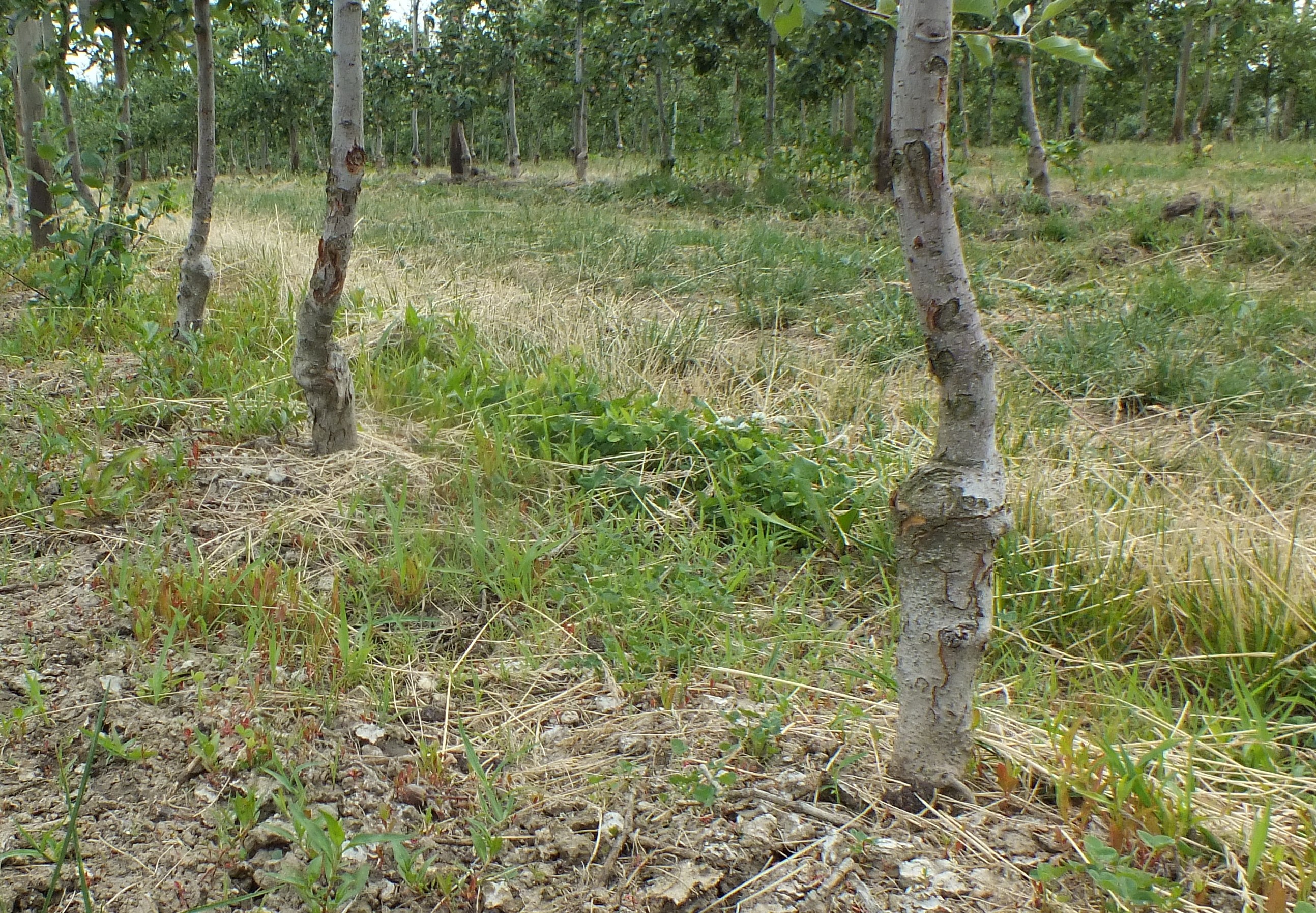 Gestion préventive de l'eau en arboriculture fruitière: matériaux de paillage