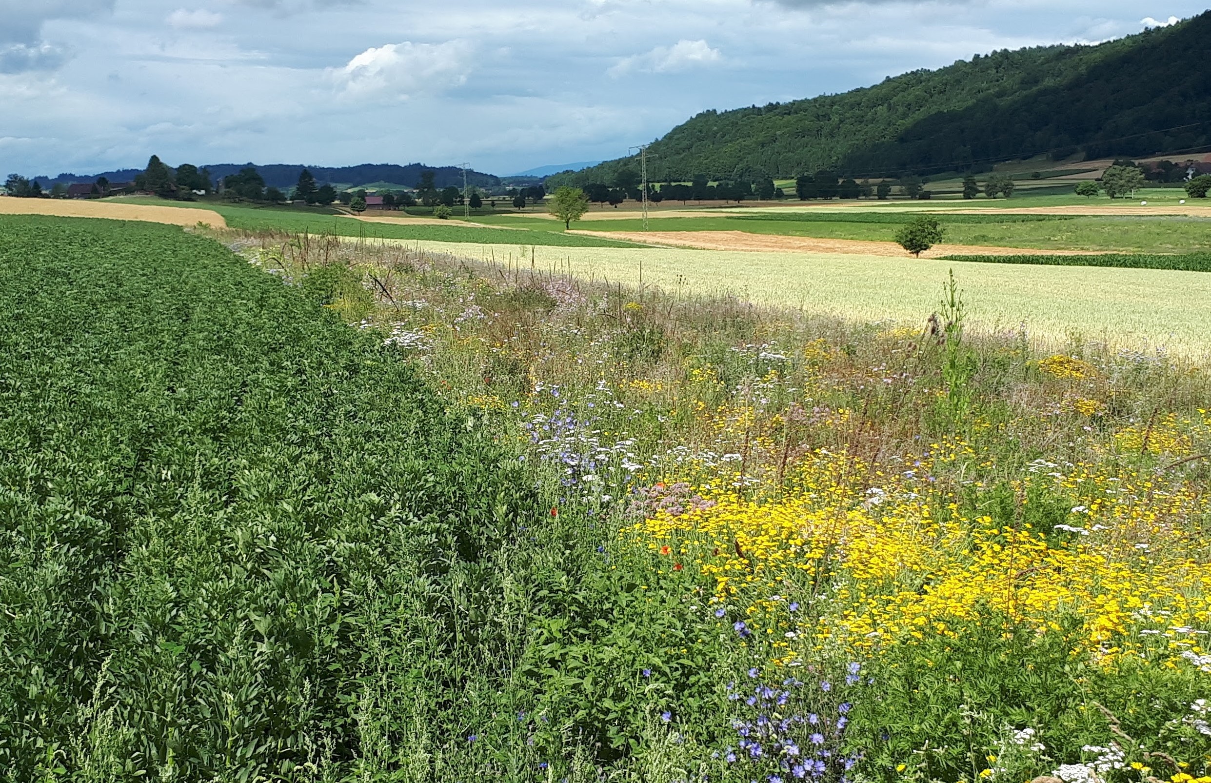 Surfaces de promotion de la biodiversité sur terres assolées et ce à quoi elle contribuent