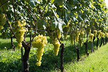 Influence of early and intensive leaf thinning on Chasselas vines in the canton of Vaud